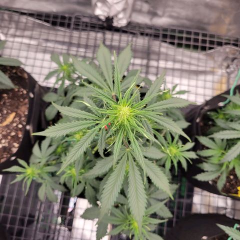 Blueberry Auto (ILGM) growlog timeline photo