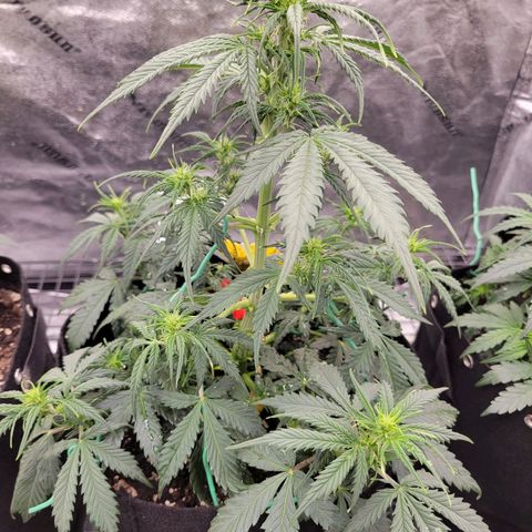 Blueberry Auto (ILGM) growlog timeline photo