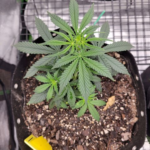 Blue Dream Auto #1 (ILGM) growlog timeline photo