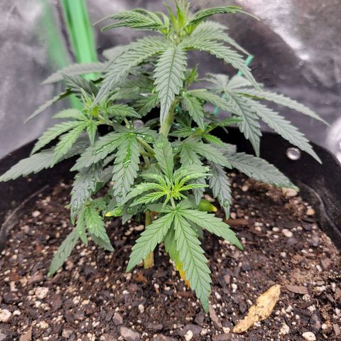 Blue Dream Auto #1 (ILGM) growlog timeline photo