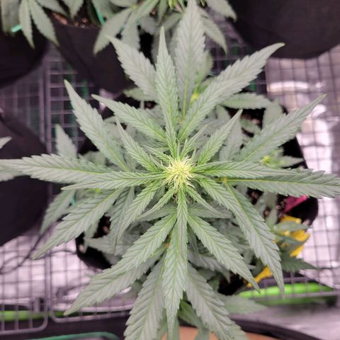 Girl Scout Cookies Extreme auto #1 (ILGM) growlog timeline photo