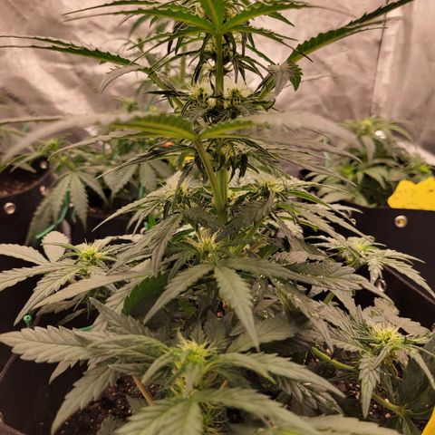 Girl Scout Cookies Extreme auto #1 (ILGM) growlog timeline photo