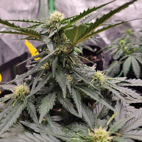 Girl Scout Cookies Extreme auto #2 (ILGM) growlog timeline photo