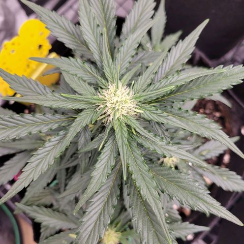 Girl Scout Cookies Extreme auto #2 (ILGM) growlog timeline photo