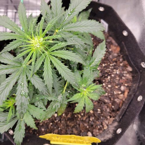 Blue Dream auto #2 (ILGM) growlog timeline photo