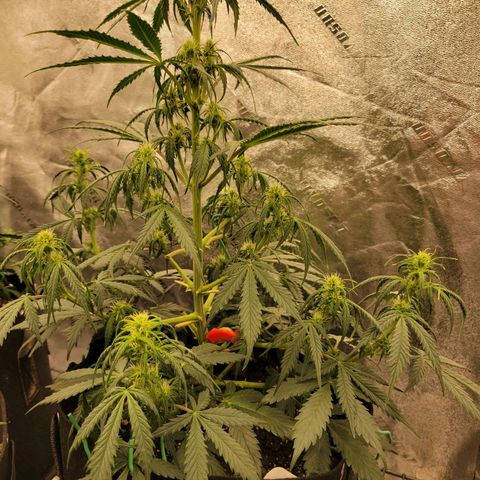 Blueberry Auto (ILGM) growlog timeline photo