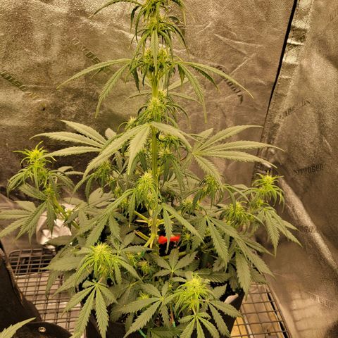 Blueberry Auto (ILGM) growlog timeline photo