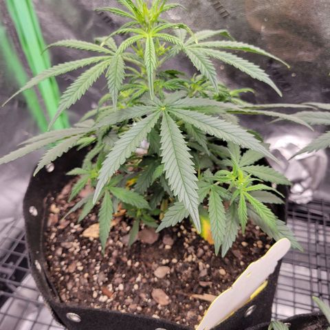Blue Dream Auto #1 (ILGM) growlog timeline photo