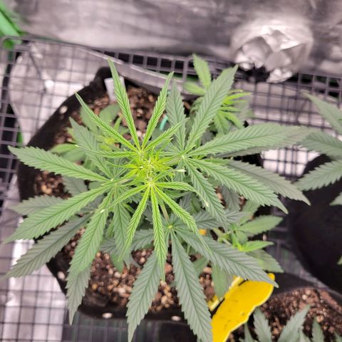 Blue Dream Auto #1 (ILGM) growlog timeline photo
