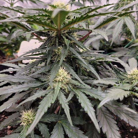 Girl Scout Cookies Extreme auto #2 (ILGM) growlog timeline photo