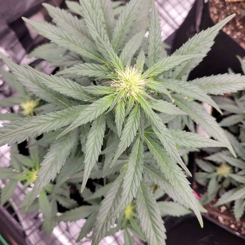 Girl Scout Cookies Extreme auto #1 (ILGM) growlog timeline photo