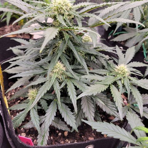 Girl Scout Cookies Extreme auto #2 (ILGM) growlog timeline photo