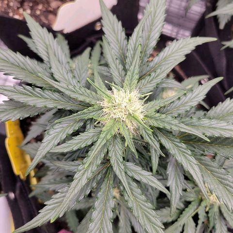 Girl Scout Cookies Extreme auto #2 (ILGM) growlog timeline photo