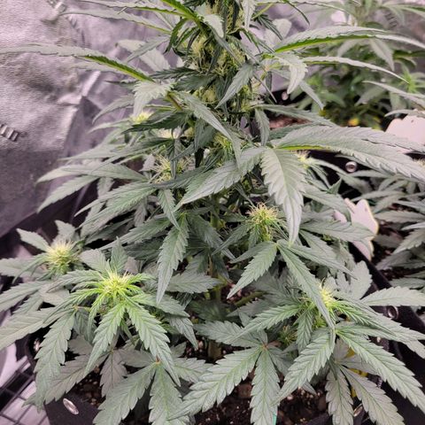 Girl Scout Cookies Extreme auto #1 (ILGM) growlog timeline photo