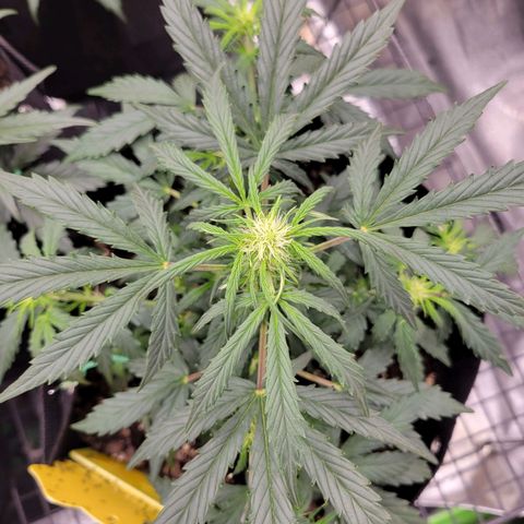 Blue Dream auto #2 (ILGM) growlog timeline photo