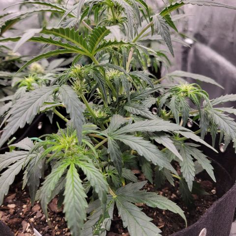 Blue Dream auto #2 (ILGM) growlog timeline photo