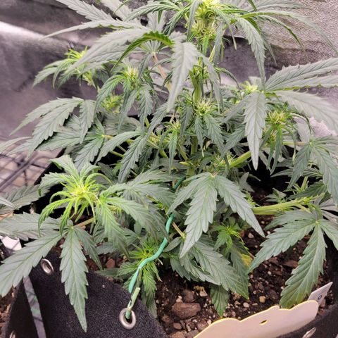 Blue Dream auto #2 (ILGM) growlog timeline photo