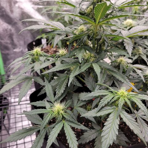 Girl Scout Cookies Extreme auto #1 (ILGM) growlog timeline photo