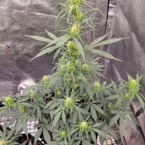Blueberry Auto (ILGM) growlog timeline photo