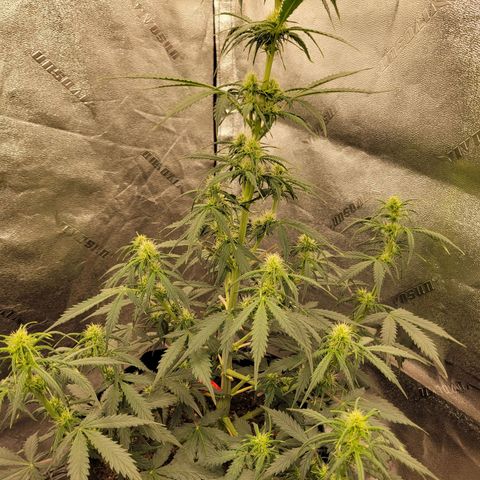 Blueberry Auto (ILGM) growlog timeline photo