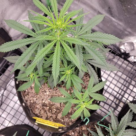 Blue Dream Auto #1 (ILGM) growlog timeline photo