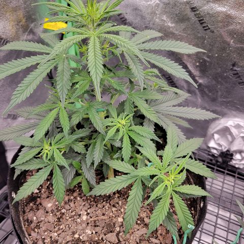 Blue Dream Auto #1 (ILGM) growlog timeline photo