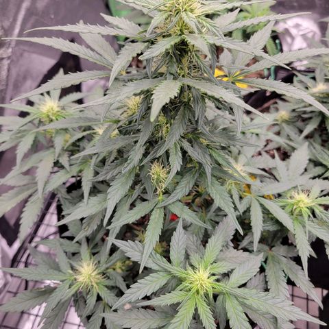 Girl Scout Cookies Extreme auto #1 (ILGM) growlog timeline photo
