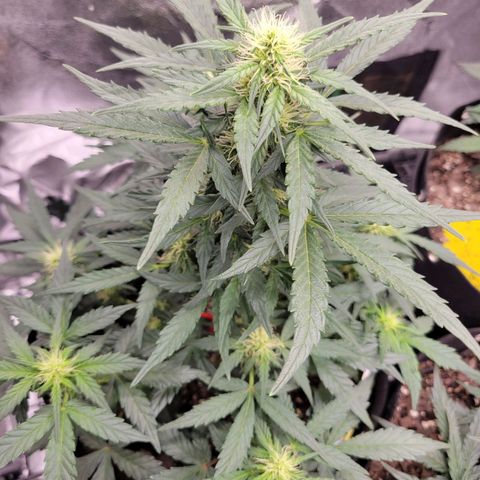 Girl Scout Cookies Extreme auto #1 (ILGM) growlog timeline photo