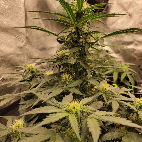 Girl Scout Cookies Extreme auto #1 (ILGM) growlog timeline photo