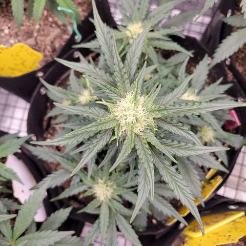 Girl Scout Cookies Extreme auto #2 (ILGM) growlog timeline photo
