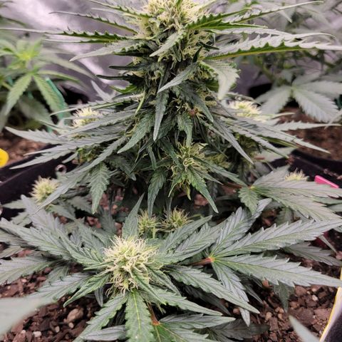 Girl Scout Cookies Extreme auto #2 (ILGM) growlog timeline photo