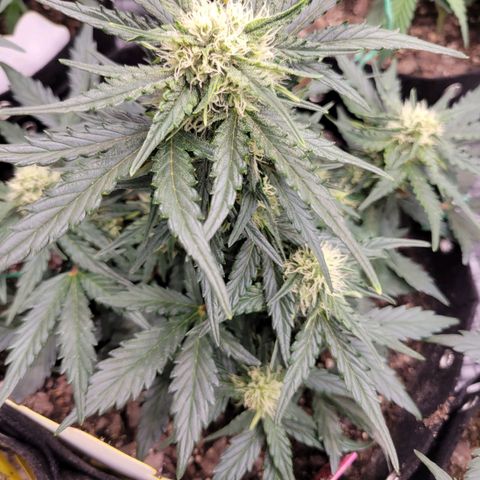 Girl Scout Cookies Extreme auto #2 (ILGM) growlog timeline photo