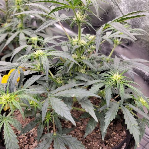 Blue Dream auto #2 (ILGM) growlog timeline photo