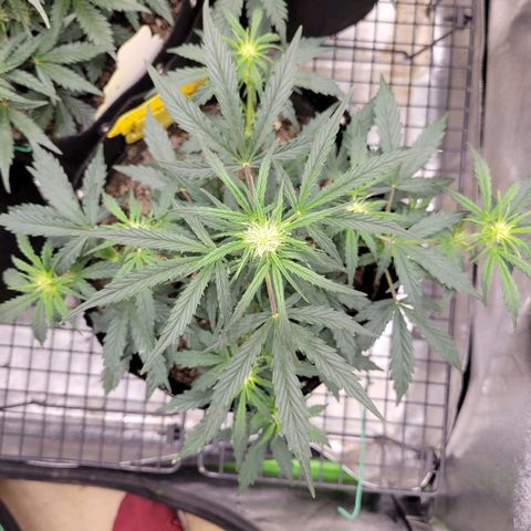 Blue Dream auto #2 (ILGM) growlog timeline photo