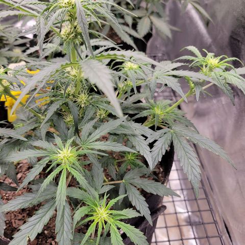 Blue Dream auto #2 (ILGM) growlog timeline photo