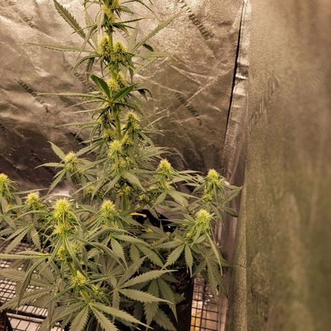 Blueberry Auto (ILGM) growlog timeline photo