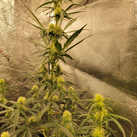 Blueberry Auto (ILGM) growlog timeline photo