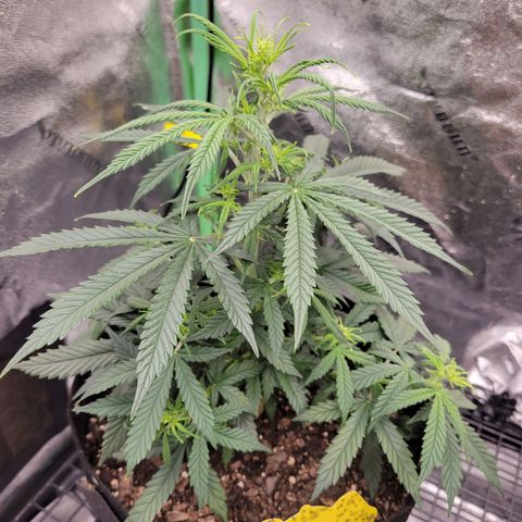 Blue Dream Auto #1 (ILGM) growlog timeline photo