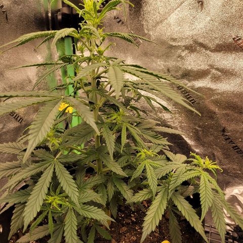 Blue Dream Auto #1 (ILGM) growlog timeline photo