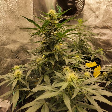 Girl Scout Cookies Extreme auto #1 (ILGM) growlog timeline photo