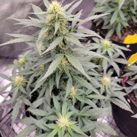 Girl Scout Cookies Extreme auto #1 (ILGM) growlog timeline photo