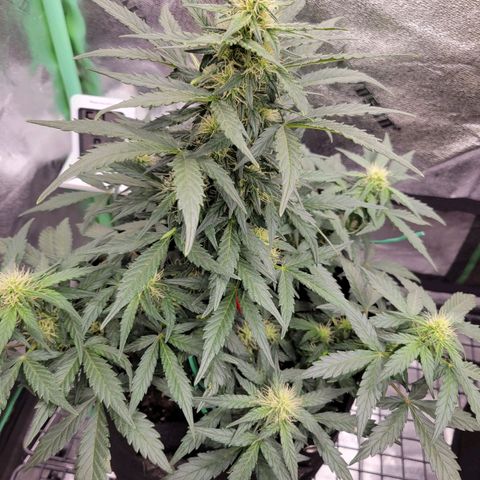 Girl Scout Cookies Extreme auto #1 (ILGM) growlog timeline photo