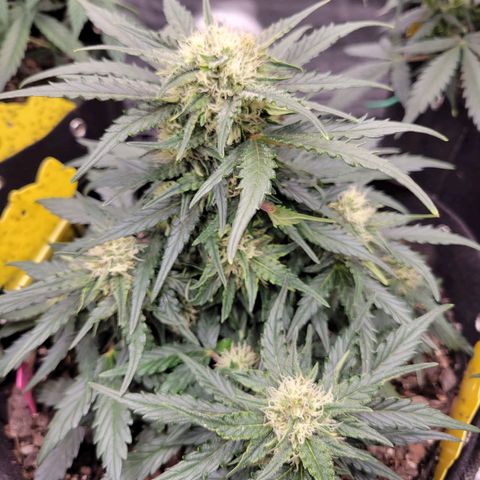 Girl Scout Cookies Extreme auto #2 (ILGM) growlog photo: Polypoloid. Cool AF! Pics don't do justice, this bud is massive. More pics of this genetic mutation to come.