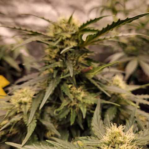 Girl Scout Cookies Extreme auto #2 (ILGM) growlog photo: Polypoloid. Cool AF! Pics don't do justice, this bud is massive. More pics of this genetic mutation to come.