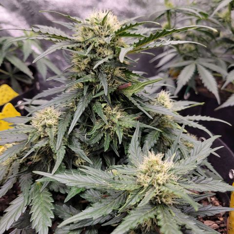 Girl Scout Cookies Extreme auto #2 (ILGM) growlog photo: Polypoloid. Cool AF! Pics don't do justice, this bud is massive. More pics of this genetic mutation to come.