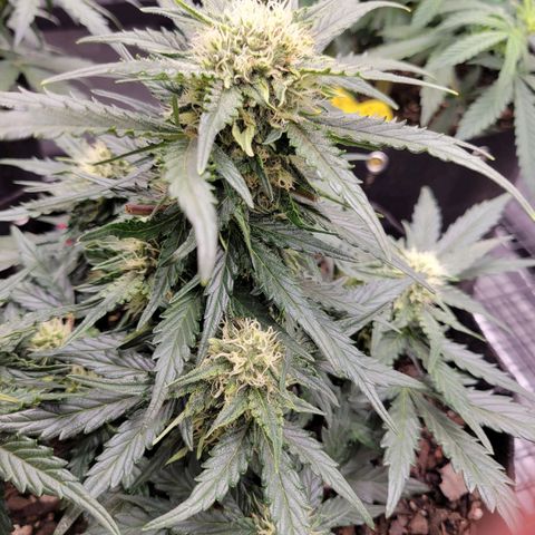 Girl Scout Cookies Extreme auto #2 (ILGM) growlog photo: Polypoloid. Cool AF! Pics don't do justice, this bud is massive. More pics of this genetic mutation to come.