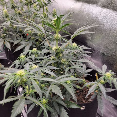 Blue Dream auto #2 (ILGM) growlog timeline photo