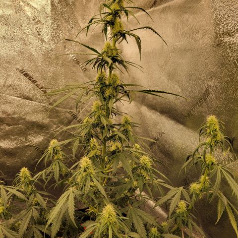 Blueberry Auto (ILGM) growlog timeline photo