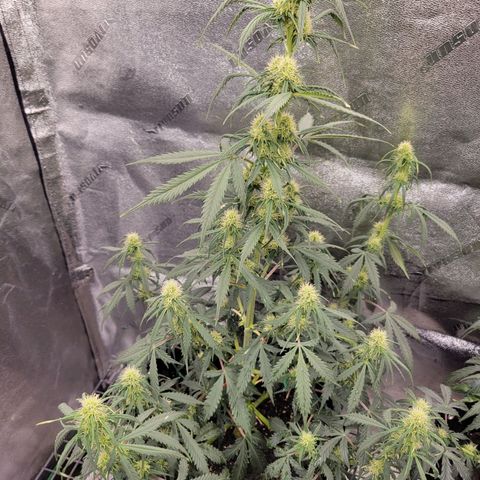 Blueberry Auto (ILGM) growlog timeline photo