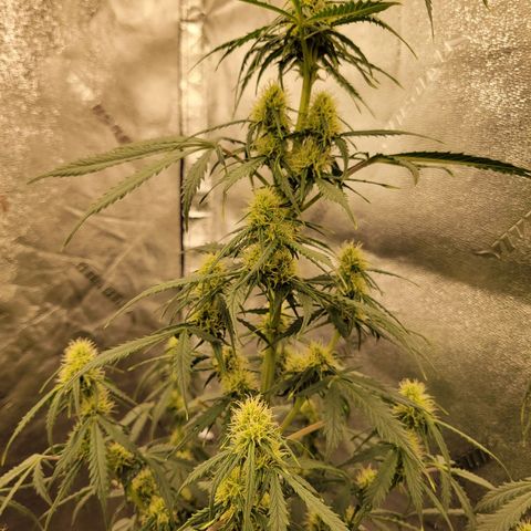 Blueberry Auto (ILGM) growlog timeline photo
